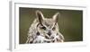 Close-Up of a Great Horned Owl (Bubo Virginianus-null-Framed Premium Photographic Print