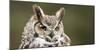 Close-Up of a Great Horned Owl (Bubo Virginianus-null-Mounted Premium Photographic Print