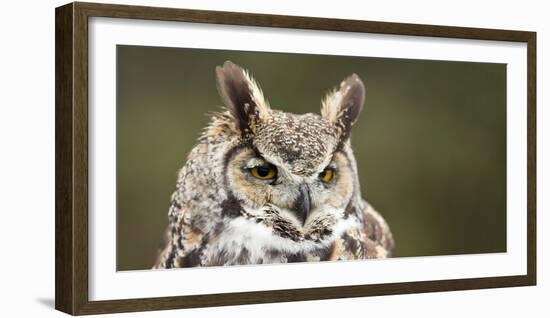 Close-Up of a Great Horned Owl (Bubo Virginianus-null-Framed Photographic Print