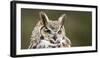 Close-Up of a Great Horned Owl (Bubo Virginianus-null-Framed Photographic Print