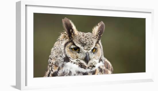 Close-Up of a Great Horned Owl (Bubo Virginianus-null-Framed Photographic Print