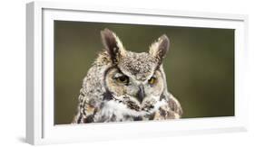 Close-Up of a Great Horned Owl (Bubo Virginianus-null-Framed Photographic Print