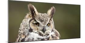 Close-Up of a Great Horned Owl (Bubo Virginianus-null-Mounted Photographic Print