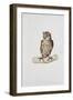 Close-Up of a Great Horned Owl Perching on a Branch (Bubo Virginianus)-null-Framed Giclee Print