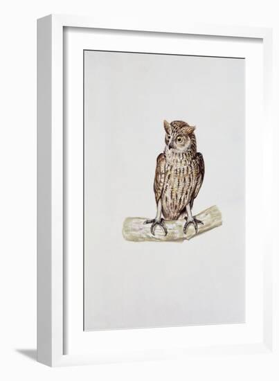 Close-Up of a Great Horned Owl Perching on a Branch (Bubo Virginianus)-null-Framed Giclee Print
