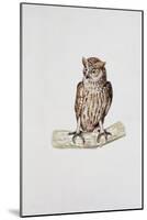 Close-Up of a Great Horned Owl Perching on a Branch (Bubo Virginianus)-null-Mounted Giclee Print