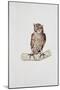 Close-Up of a Great Horned Owl Perching on a Branch (Bubo Virginianus)-null-Mounted Giclee Print