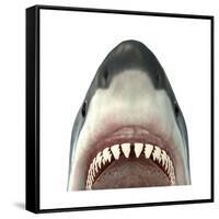 Close-Up of a Great White Shark-null-Framed Stretched Canvas