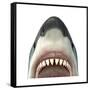 Close-Up of a Great White Shark-null-Framed Stretched Canvas