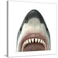 Close-Up of a Great White Shark-null-Stretched Canvas