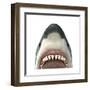 Close-Up of a Great White Shark-null-Framed Art Print