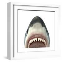 Close-Up of a Great White Shark-null-Framed Art Print