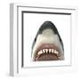 Close-Up of a Great White Shark-null-Framed Art Print