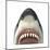 Close-Up of a Great White Shark-null-Mounted Art Print