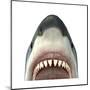 Close-Up of a Great White Shark-null-Mounted Art Print