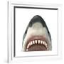 Close-Up of a Great White Shark-null-Framed Art Print