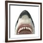 Close-Up of a Great White Shark-null-Framed Art Print