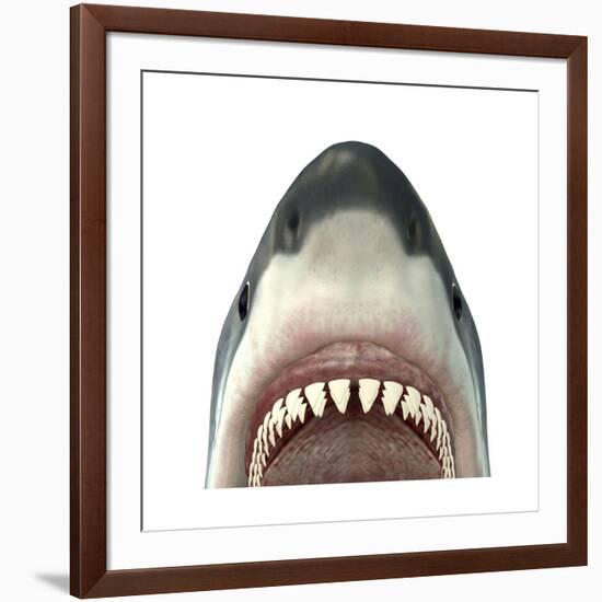 Close-Up of a Great White Shark-null-Framed Art Print