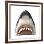 Close-Up of a Great White Shark-null-Framed Art Print