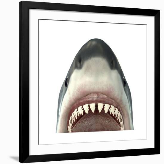 Close-Up of a Great White Shark-null-Framed Art Print