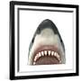 Close-Up of a Great White Shark-null-Framed Art Print