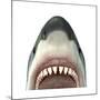 Close-Up of a Great White Shark-null-Mounted Art Print