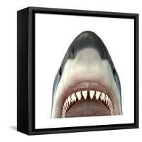 Close-Up of a Great White Shark-null-Framed Stretched Canvas