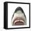 Close-Up of a Great White Shark-null-Framed Stretched Canvas