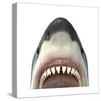 Close-Up of a Great White Shark-null-Stretched Canvas