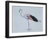 Close-Up of a Greater Flamingo Standing in Water (Phoenicopterus Ruber)-null-Framed Giclee Print