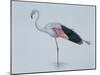 Close-Up of a Greater Flamingo Standing in Water (Phoenicopterus Ruber)-null-Mounted Giclee Print