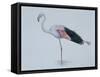 Close-Up of a Greater Flamingo Standing in Water (Phoenicopterus Ruber)-null-Framed Stretched Canvas