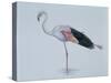 Close-Up of a Greater Flamingo Standing in Water (Phoenicopterus Ruber)-null-Stretched Canvas