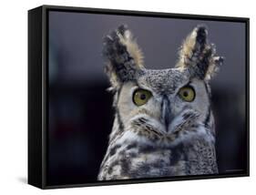 Close-Up of a Greeat Horned Owl, Bubo Virginiarius, Colorado-James Gritz-Framed Stretched Canvas