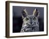 Close-Up of a Greeat Horned Owl, Bubo Virginiarius, Colorado-James Gritz-Framed Photographic Print