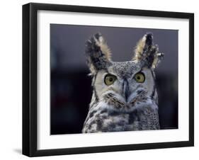 Close-Up of a Greeat Horned Owl, Bubo Virginiarius, Colorado-James Gritz-Framed Photographic Print