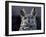 Close-Up of a Greeat Horned Owl, Bubo Virginiarius, Colorado-James Gritz-Framed Photographic Print