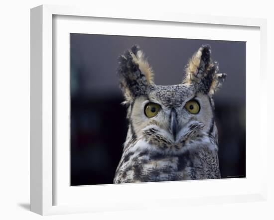 Close-Up of a Greeat Horned Owl, Bubo Virginiarius, Colorado-James Gritz-Framed Photographic Print