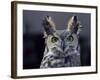 Close-Up of a Greeat Horned Owl, Bubo Virginiarius, Colorado-James Gritz-Framed Photographic Print