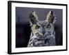 Close-Up of a Greeat Horned Owl, Bubo Virginiarius, Colorado-James Gritz-Framed Photographic Print