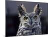 Close-Up of a Greeat Horned Owl, Bubo Virginiarius, Colorado-James Gritz-Mounted Photographic Print