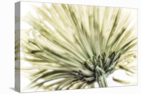 Close Up of a Green Chrysanthemum from Behind. Digitally Altered-Rona Schwarz-Stretched Canvas