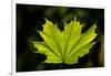 Close-up of a green maple leaf, British Columbia, Canada-null-Framed Photographic Print