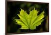 Close-up of a green maple leaf, British Columbia, Canada-null-Framed Photographic Print