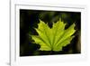 Close-up of a green maple leaf, British Columbia, Canada-null-Framed Photographic Print