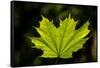 Close-up of a green maple leaf, British Columbia, Canada-null-Framed Stretched Canvas