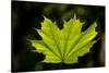 Close-up of a green maple leaf, British Columbia, Canada-null-Stretched Canvas