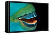 Close-Up of a Greentroat Parrotfish Mouth and Beak-Reinhard Dirscherl-Framed Stretched Canvas