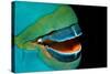 Close-Up of a Greentroat Parrotfish Mouth and Beak-Reinhard Dirscherl-Stretched Canvas