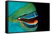 Close-Up of a Greentroat Parrotfish Mouth and Beak-Reinhard Dirscherl-Framed Stretched Canvas
